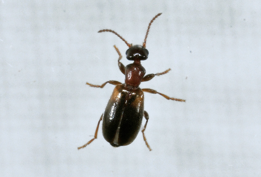 Omonadus floralis, Anthicidae
